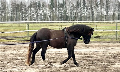 RAKETT - eesti hobune