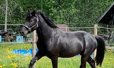 3 aastane eesti hobune Teks