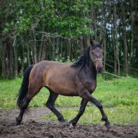 Müüa/vahetada kaks toredat kaheaastast hobust