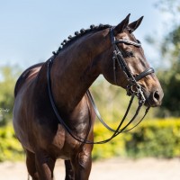 Stunning gelding - 10y - fourth level