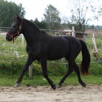 3 aastane eesti hobune Teks