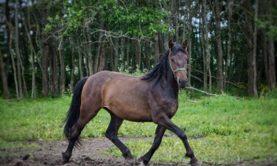 Müüa/vahetada kaks toredat kaheaastast hobust