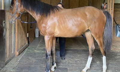 FILKA  Продается очень перспективная спортивная лошадь 3,5х лет