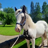 Irish tinker mix geldings