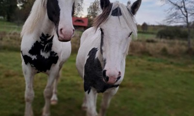 Irish tinker mix geldings