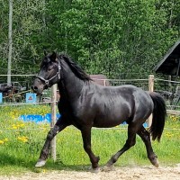 3 aastane eesti hobune Teks