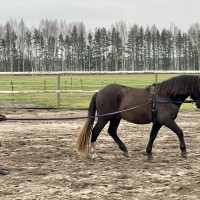 RAKETT - eesti hobune