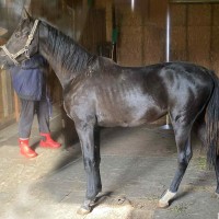 MÜÜA NOOR SPORDIHOBUNE – IKAR