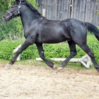 3 aastane eesti hobune Teks