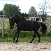 3 aastane eesti hobune Teks