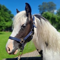 Irish tinker mix geldings