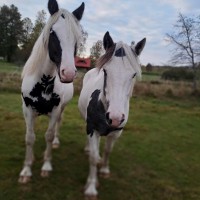 Irish tinker mix geldings