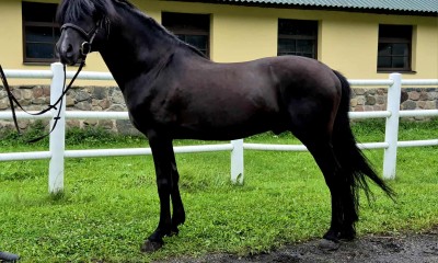 Beautiful Estonian Stallion