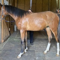 FILKA  Продается очень перспективная спортивная лошадь 3,5х лет