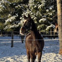 VARANTI VAN'T NOTENHOF