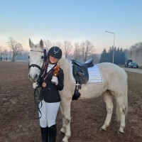 Conemara sport pony