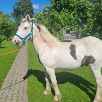 Irish tinker mix geldings
