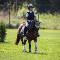 Super Nice Pony for Sale!
